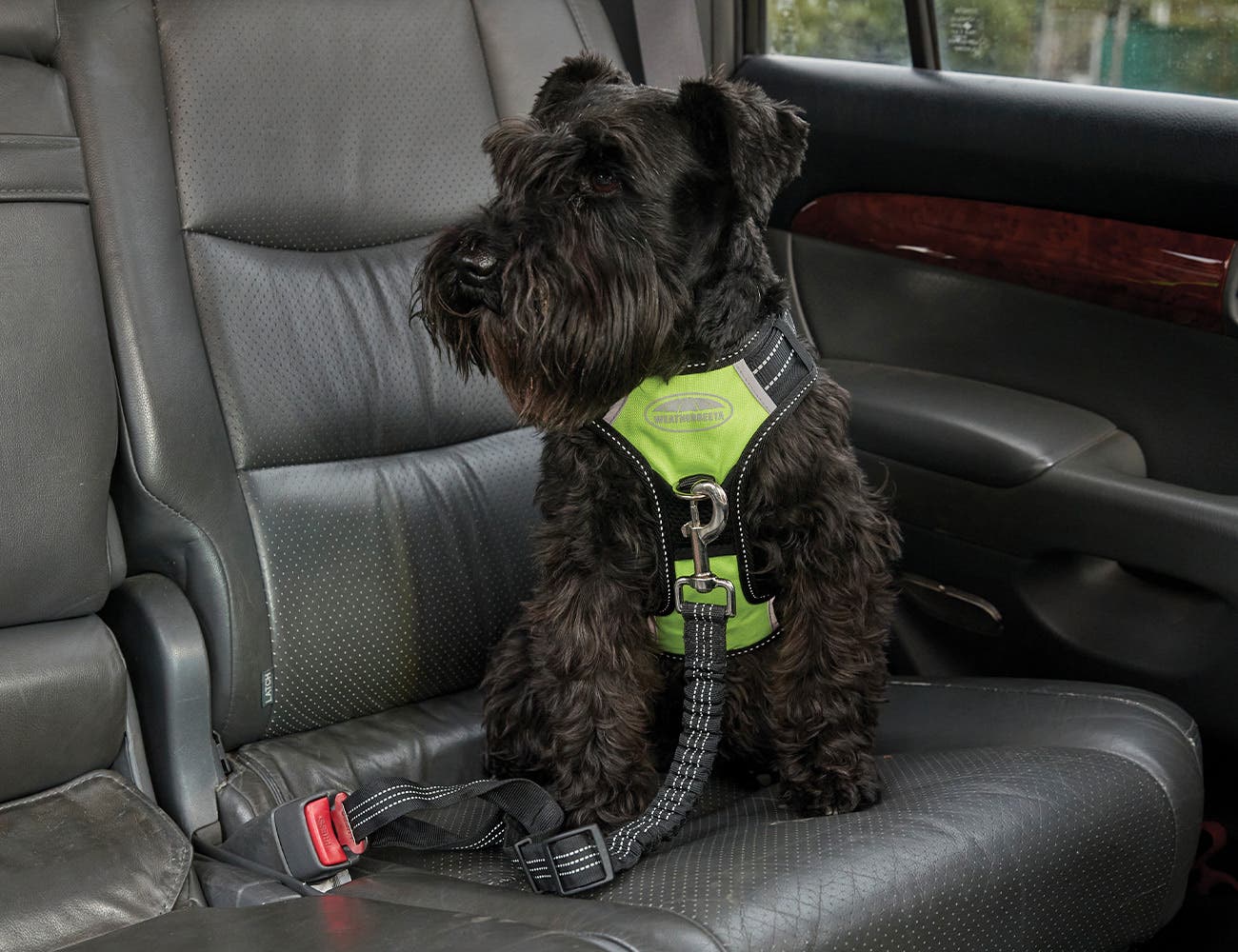WeatherBeeta Car Seat Belt Attchment