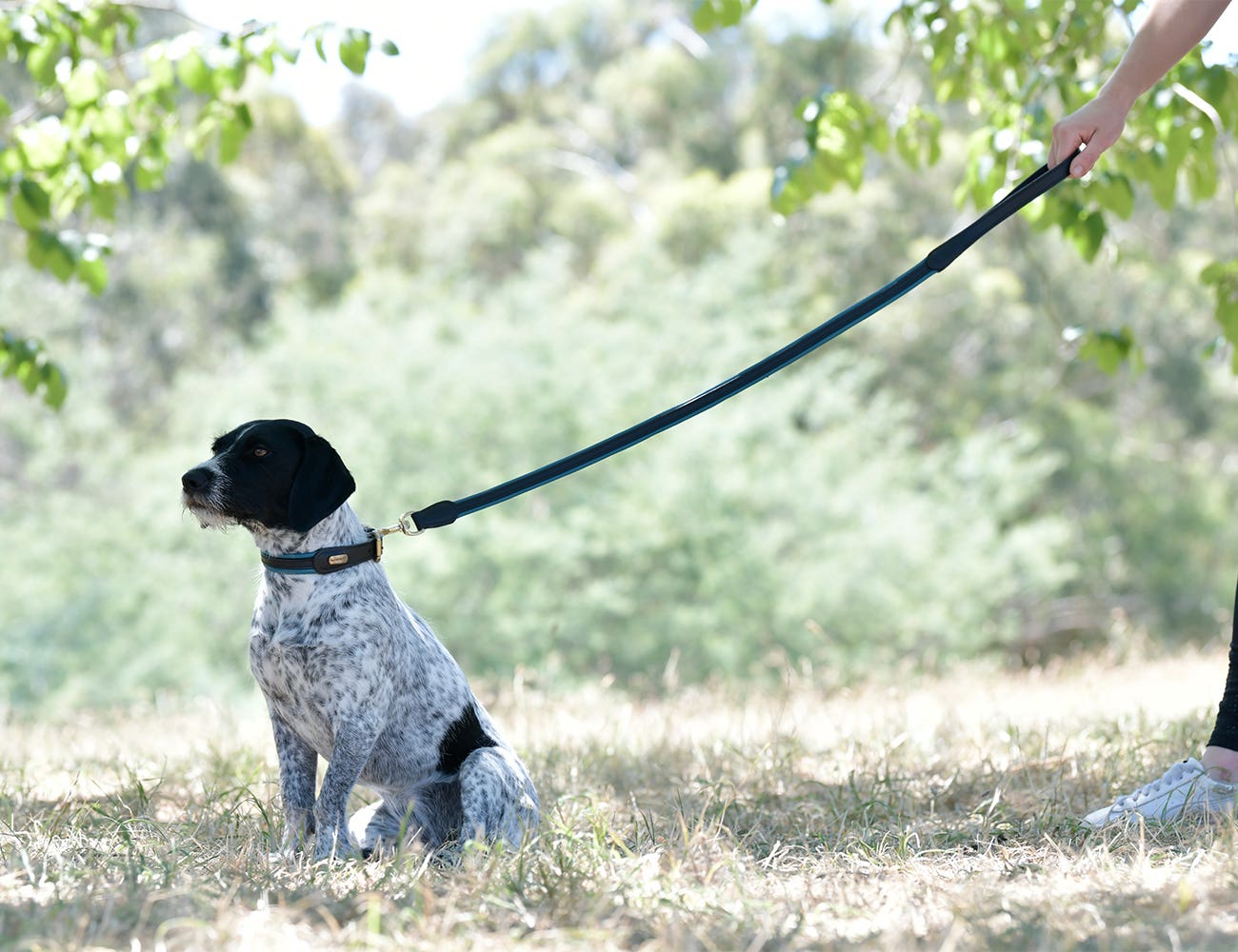 WeatherBeeta Padded Colour Leather Dog Lead