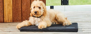 DOG BEDS
